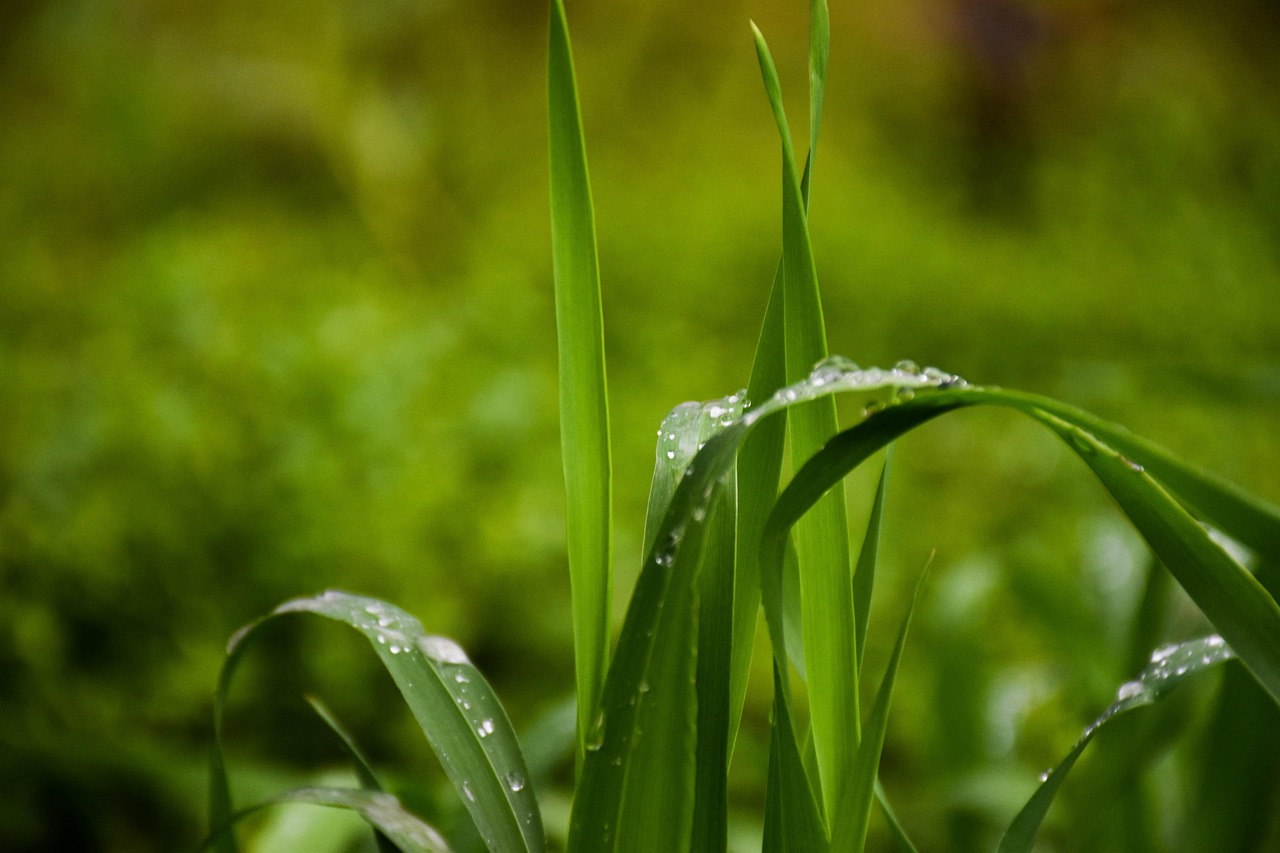 Bannière de livre avec motif d'herbe"